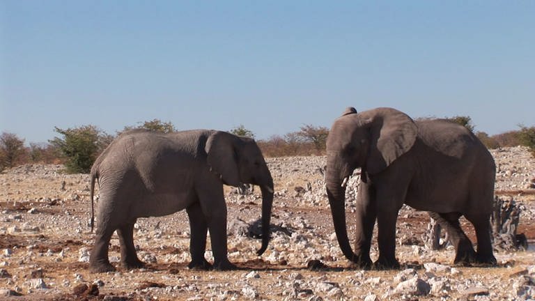 Zwei Elefanten stehen einander in einer Savanne gegenüber