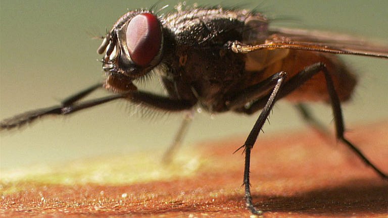 Haben Insekten einen Geschmackssinn? · Frage trifft Antwort