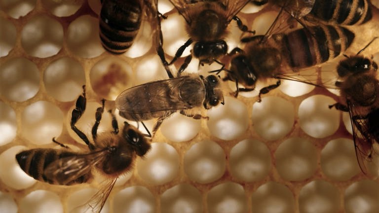 Mehrere Honigbienen bauen Waben aus Wachs
