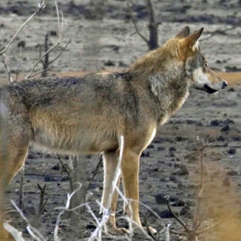 Ein Wolf hält Ausschau nach Beute.