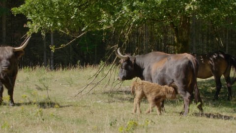 Galloway-Rinder mit Kälbchen stehen auf einer Waldlichtung  (Foto: SWR, Standbild aus der Sendung)