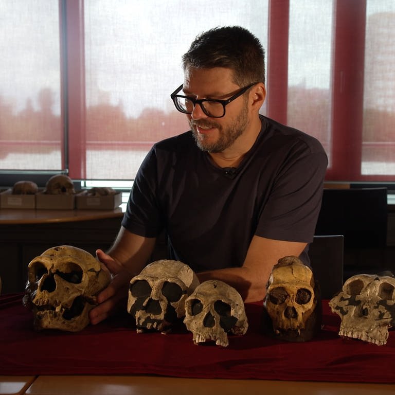 Schädel von sechs verschiedenen Frühmenschenarten liegen auf einem Tisch vor dem Anthropologen Philipp Gunz