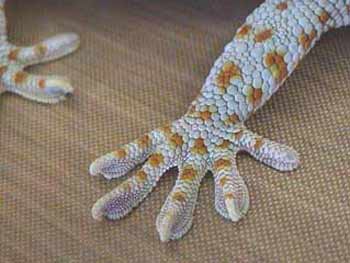 Geckopfote