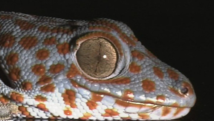 Dieses Video kann von ihrem Browser nicht dargestellt werden.