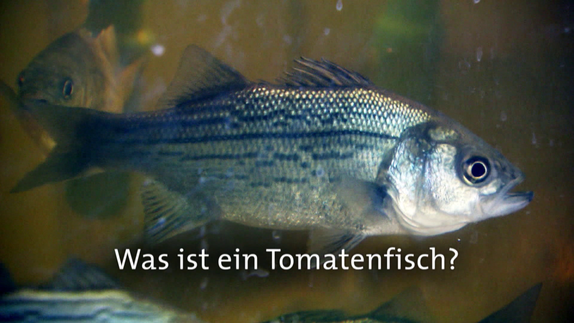 dnger fr obstbume kaufen Obstbaumdnger - Mineralischer NPK Flssigdnger mit Stickstoff