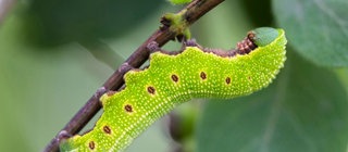 Erwachsene Raupe an einem Blattstängel