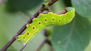 Erwachsene Raupe an einem Blattstängel
