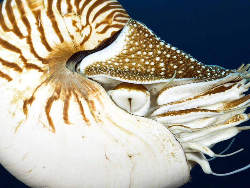 Nautilus