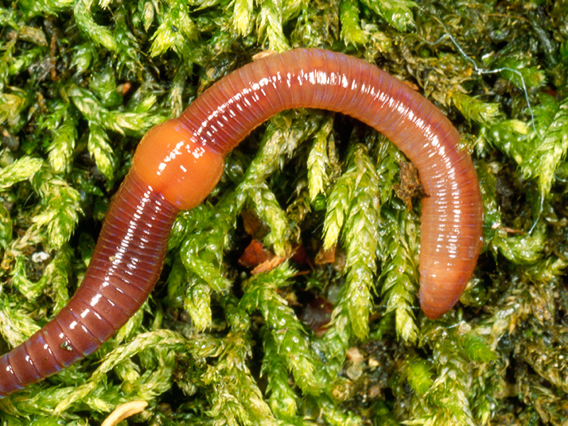 Regenwurm
