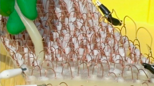 Auf die Kammern mit den Metallplättchen wird Zitronensaft gegossen.