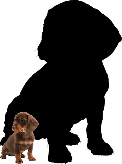 Dackel vor seinem Schatten.