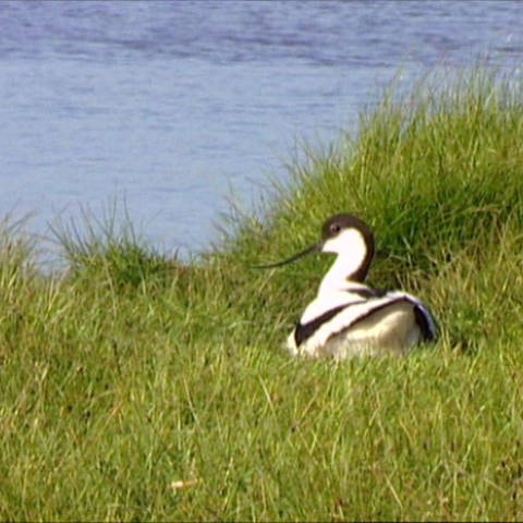 Ein See mit einem Wasservogel davor. (Foto: WDR - Screenshot aus der Sendung)