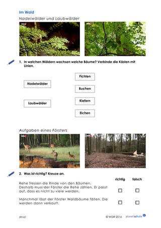 Arbeitsblatt 1: Waldtypen und Aufgaben Förster (Foto: )