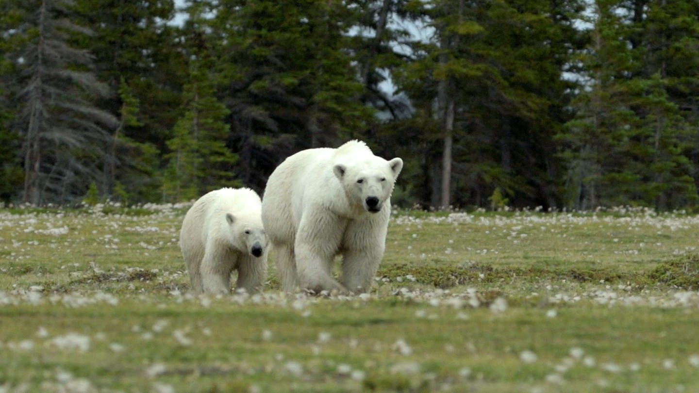 Zwei Eisbären laufen über eine Wiese.