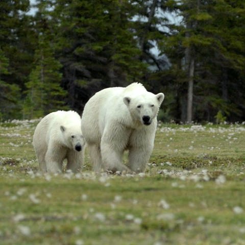 Zwei Eisbären laufen über eine Wiese. (Foto: WDR/Florianfilm)