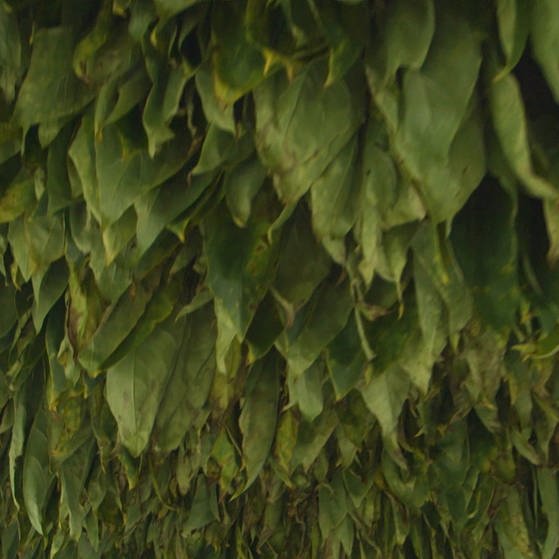 Viele grüne Tabakblätter, die von oben herabhängen (Foto: SWR - Screenshot aus der Sendung)