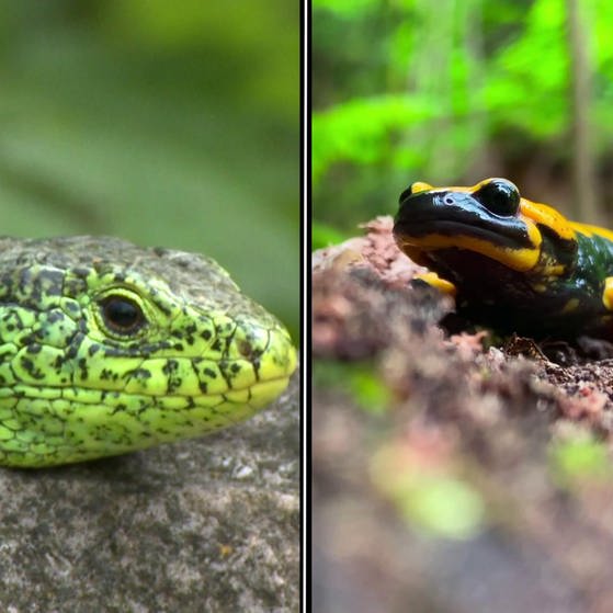Grüne Eidechse (links), Salamander (rechts). (Foto: SWR – Screenshot aus der Sendung)