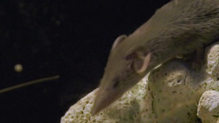 Bild einer Spitzmaus