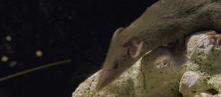 Bild einer Spitzmaus