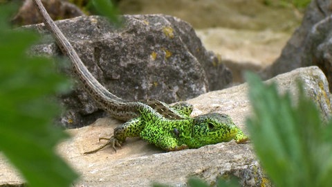 Grüne Eidechse sitzt auf einem Stein.