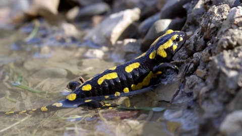Salamander krabbelt aus deinem Gewässer an Land.