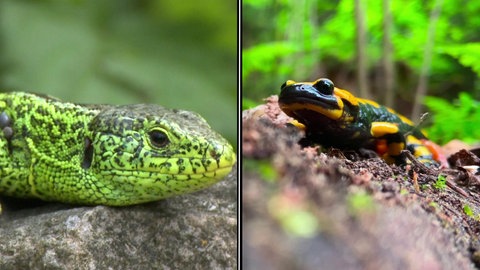 Grüne Eidechse (links), Salamander (rechts).