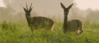 Bannerbild