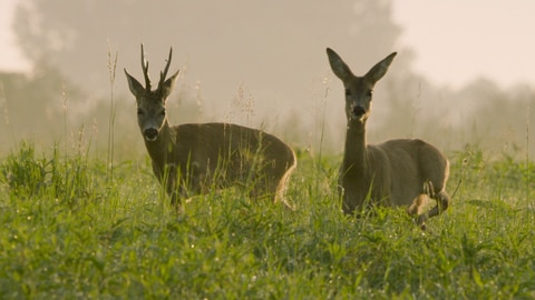 Bannerbild