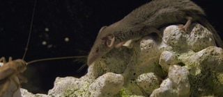 Bild einer Spitzmaus