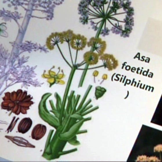 Buch mit einer Abbildung der Pflanze Asa Foetida (Foto: SWR/WDR – Screenshot aus der Sendung)