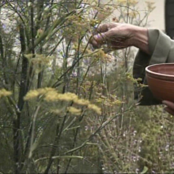 Gewürz wird gepflückt.