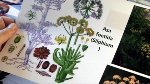 Buch mit einer Abbildung der Pflanze Asa Foetida