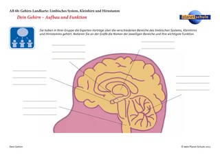 Arbeitsblatt 6: Gehirn-Landkarte Limbisches System (Foto: )