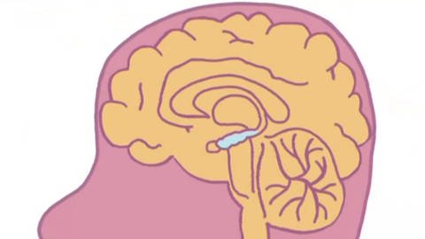 Die Grafik zeigt einen Ausschnitt aus den tieferen Schichten des Gehirns, der Hippocampus ist blau unterlegt (Foto: WDR)