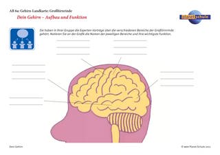 Arbeitsblatt 6: Gehirn-Landkarte der Grosshirnrinde