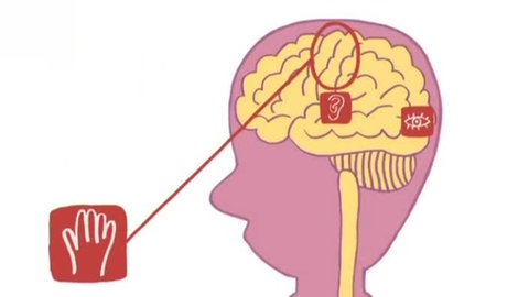 Die Grafik zeigt die Regionen für Sehen, Hören und Bewegung im Gehirn (Foto: WDR)