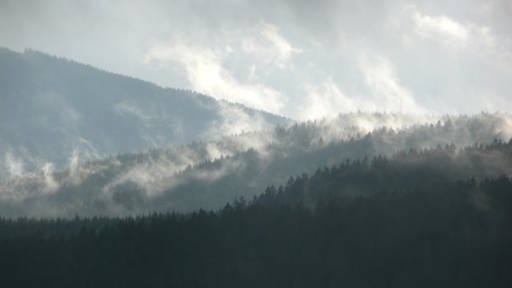 Bewaldete Schwarzwaldhänge (Foto: Tilmann Büttner)