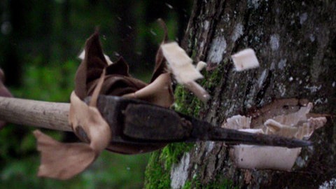 Ein Mann bearbeitet einen Baum mit einer Axt.