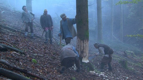 Holzfäller schlagen einen Baum
