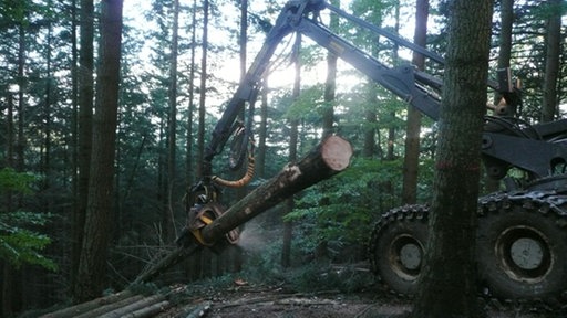 Vollernter transportiert Baumstamm