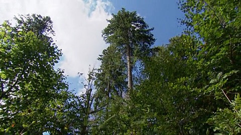 Schwarzwald heute