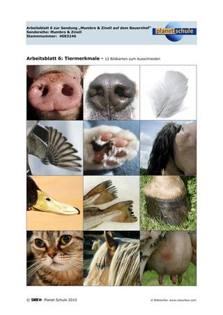 Arbeitsblatt 6: Tiermerkmale (Foto: )