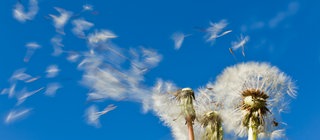 Pusteblume im Wind verliert ihre Samen: Wie entsteht Wind? 