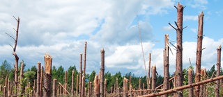 Abgeknickte Bäume im Wald: Wie werden Windgeschwindigkeiten gemessen?