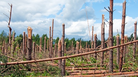 Abgeknickte Bäume im Wald: Wie werden Windgeschwindigkeiten gemessen?