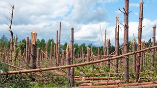 Abgeknickte Bäume im Wald: Wie werden Windgeschwindigkeiten gemessen?