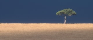 Baum auf sehr trockener Ebene: Was verursacht die globale Erwärmung und was hat sie für Folgen? 