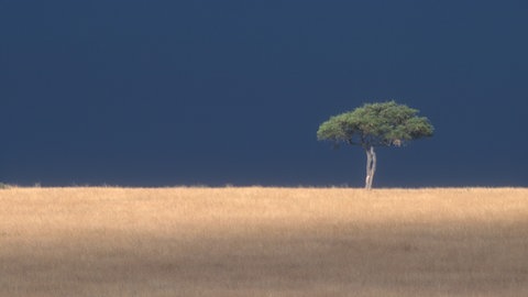 Baum auf sehr trockener Ebene: Was verursacht die globale Erwärmung und was hat sie für Folgen?