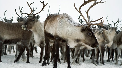 Rentiere im Schnee: Einige Tiere können sich extremen Temperaturen und Klimaveränderungen gut anpassen.