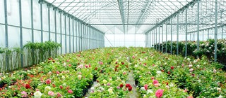 Treibhaus mit blühenden Pflanzen: Die Atmosphäre der Erde funktioniert wie ein Treibhaus. 